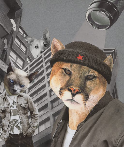 STRAY CATS 2020